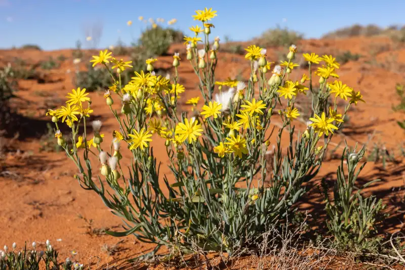 Yellow desert flowers