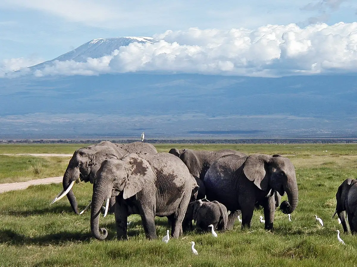 Elephants